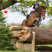 Brave Cavalier at Houghton 2013: Photo Trevor Holt