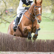 The Fortune Cookie at Chatsworth 2013: Photo Trevor Holt