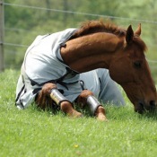 Abbotsholme  Stud 2008: Photo JP