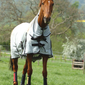 Abbotsholme  Stud 2008: Photo JP