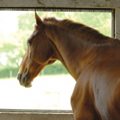 Abbotsholme Stud 2008: Photo JP