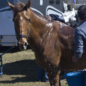 Burnham Market 2008: Photo TM