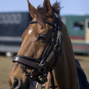 Burnham Market 2008: Photo TM