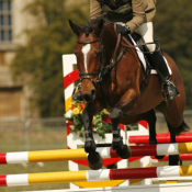 Future Genie at Belton 2010: Photo Wern Woloschin