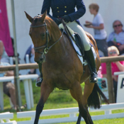 Primitive Pistol at Bramham 2011: Photo Trevor Holt